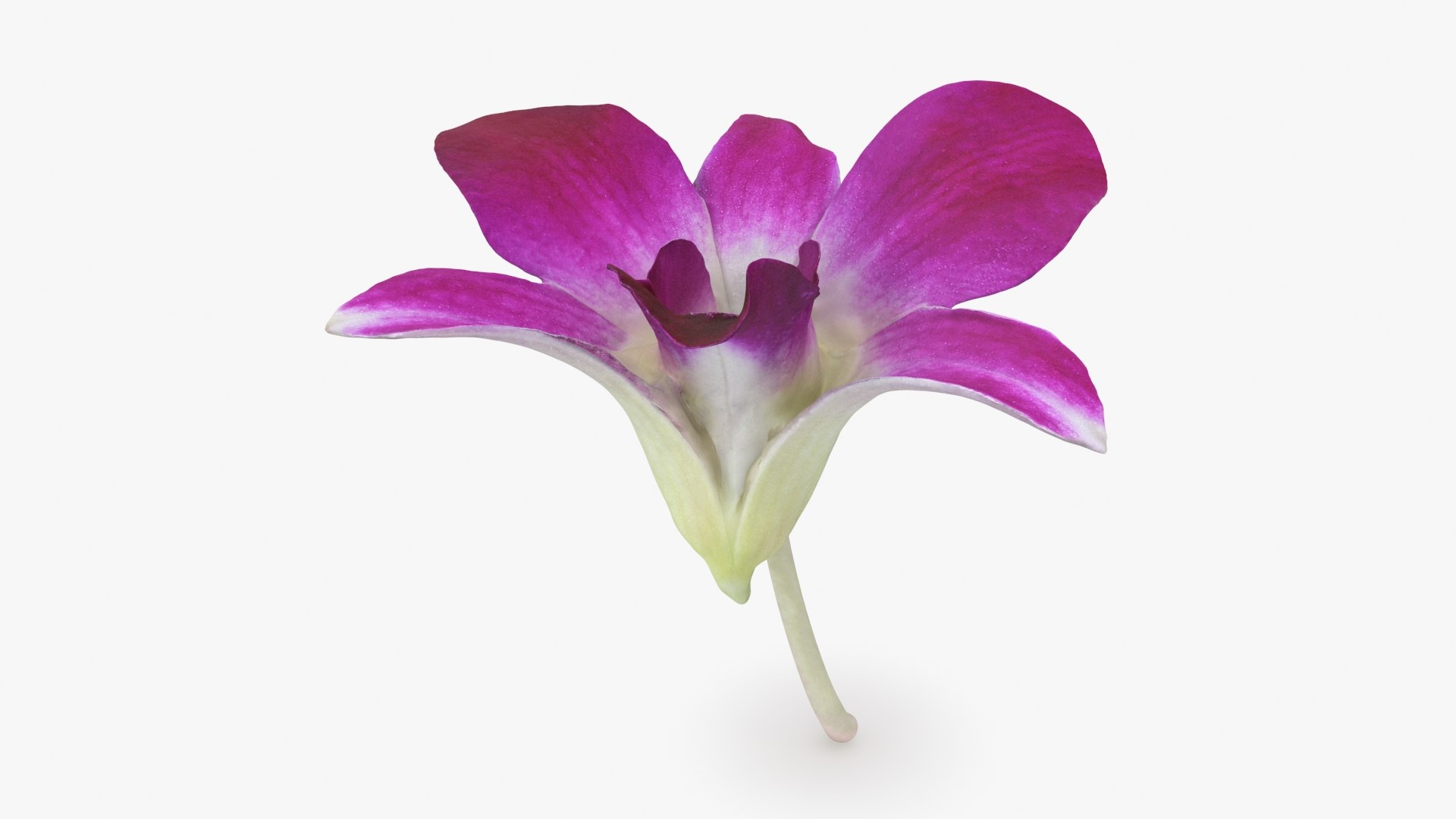 Dendrobium Sonia Purple Orchid 3D model https://p.turbosquid.com/ts-thumb/On/jbSlzT/2I/densoniapurple_b0002/jpg/1726211123/1920x1080/fit_q87/1707148efc3ac315c1e37e4fee8b682201472b71/densoniapurple_b0002.jpg
