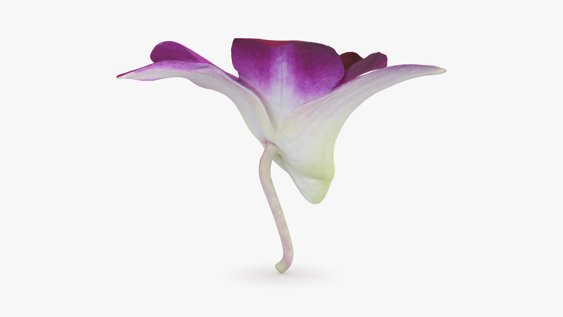 Dendrobium Sonia Purple Orchid 3D model https://p.turbosquid.com/ts-thumb/On/jbSlzT/2K/densoniapurple_b0016/jpg/1726211129/1920x1080/fit_q87/a46c493ab545a74547322609ea432aa82859c36e/densoniapurple_b0016.jpg
