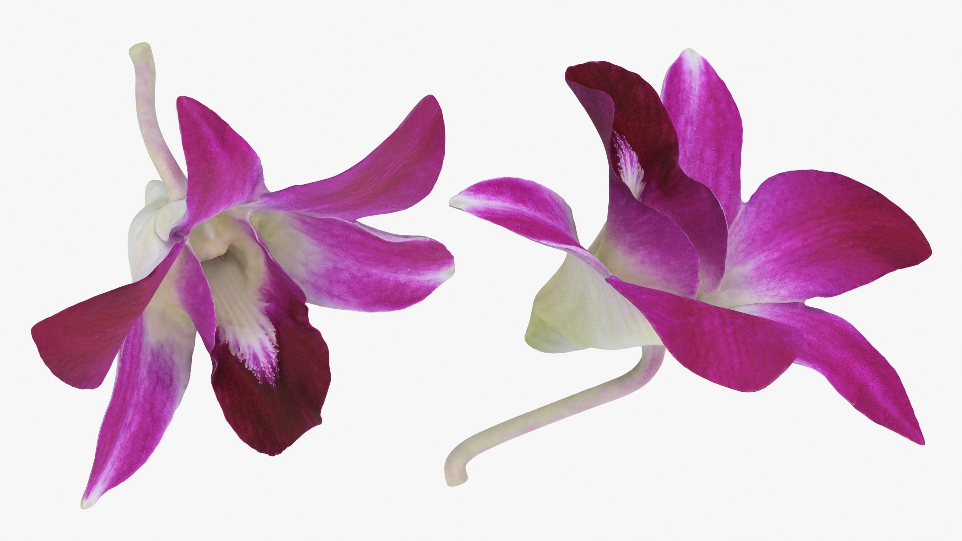 Dendrobium Sonia Purple Orchid 3D model https://p.turbosquid.com/ts-thumb/On/jbSlzT/2R/densoniapurple_a0003/jpg/1726211122/1920x1080/fit_q87/245ea1bbe02fadfc5261e73afc526869bb4f9ea9/densoniapurple_a0003.jpg