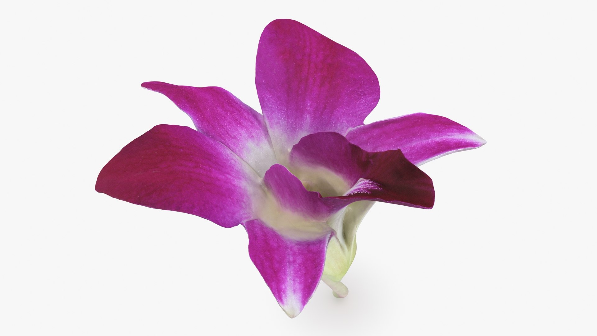 Dendrobium Sonia Purple Orchid 3D model https://p.turbosquid.com/ts-thumb/On/jbSlzT/3L/densoniapurple_b0017/jpg/1726211130/1920x1080/fit_q87/9da6769e68afc9465a37c7fbeb06c604f15f6d5c/densoniapurple_b0017.jpg