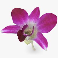 Dendrobium Sonia Purple Orchid
