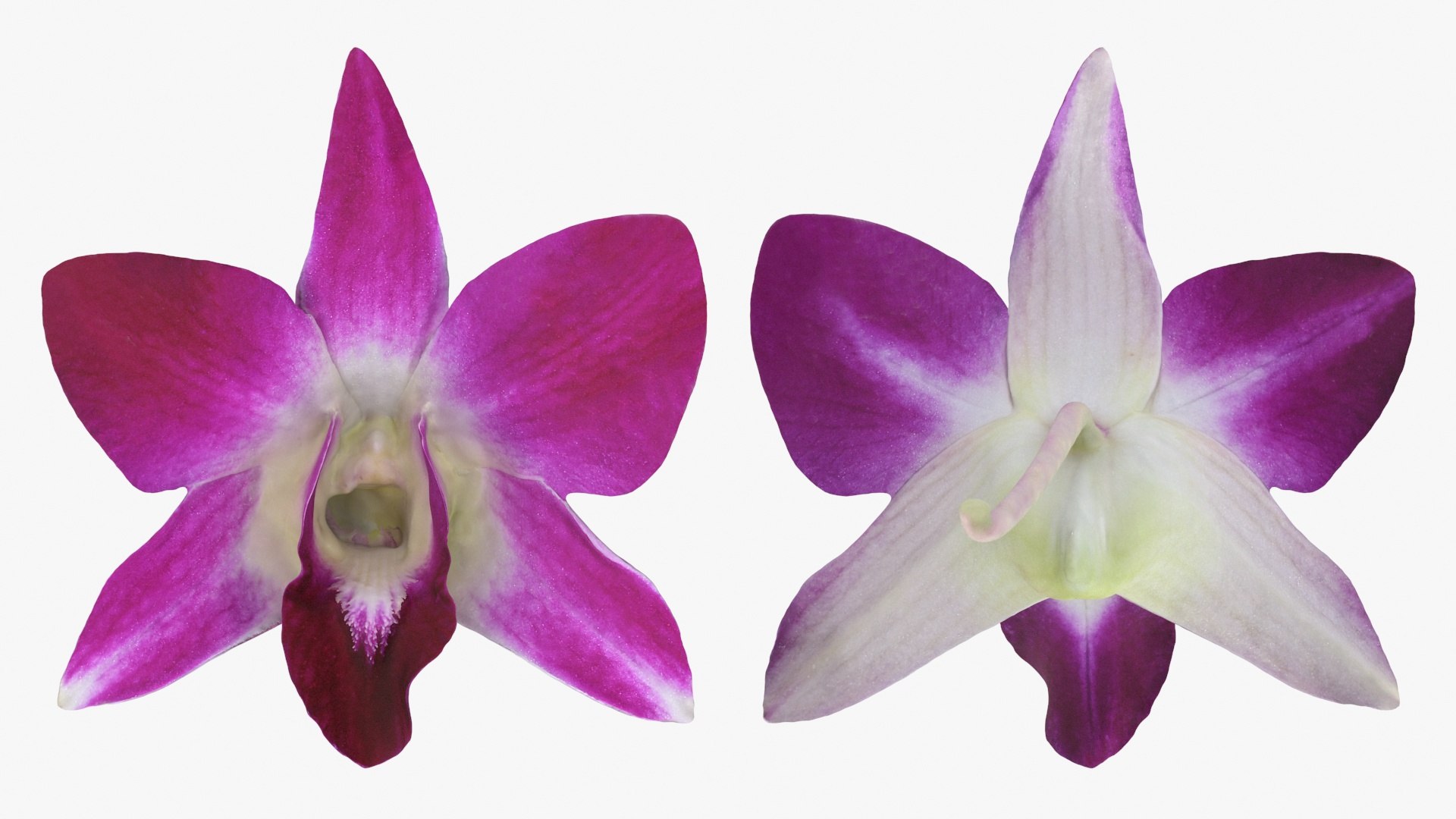 Dendrobium Sonia Purple Orchid 3D model https://p.turbosquid.com/ts-thumb/On/jbSlzT/8Y/densoniapurple_a0002/jpg/1726211121/1920x1080/fit_q87/f178996c5cbf4c19b0e681c5df140c4947c2348e/densoniapurple_a0002.jpg
