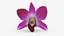 Dendrobium Sonia Orchidea Viola