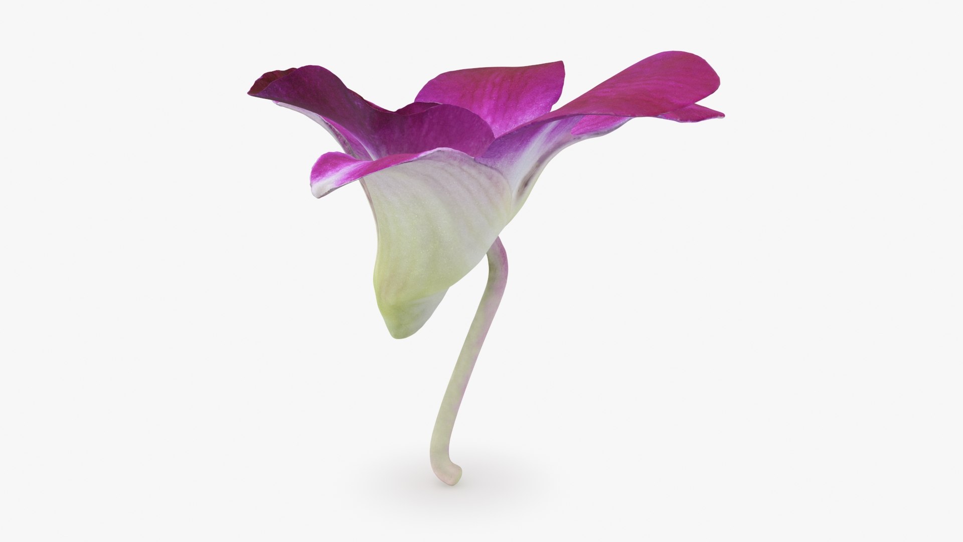 Dendrobium Sonia Purple Orchid 3D model https://p.turbosquid.com/ts-thumb/On/jbSlzT/CA/densoniapurple_b0004/jpg/1726211124/1920x1080/fit_q87/174466e0be6cafb79aaa958cfea7528865568d0b/densoniapurple_b0004.jpg