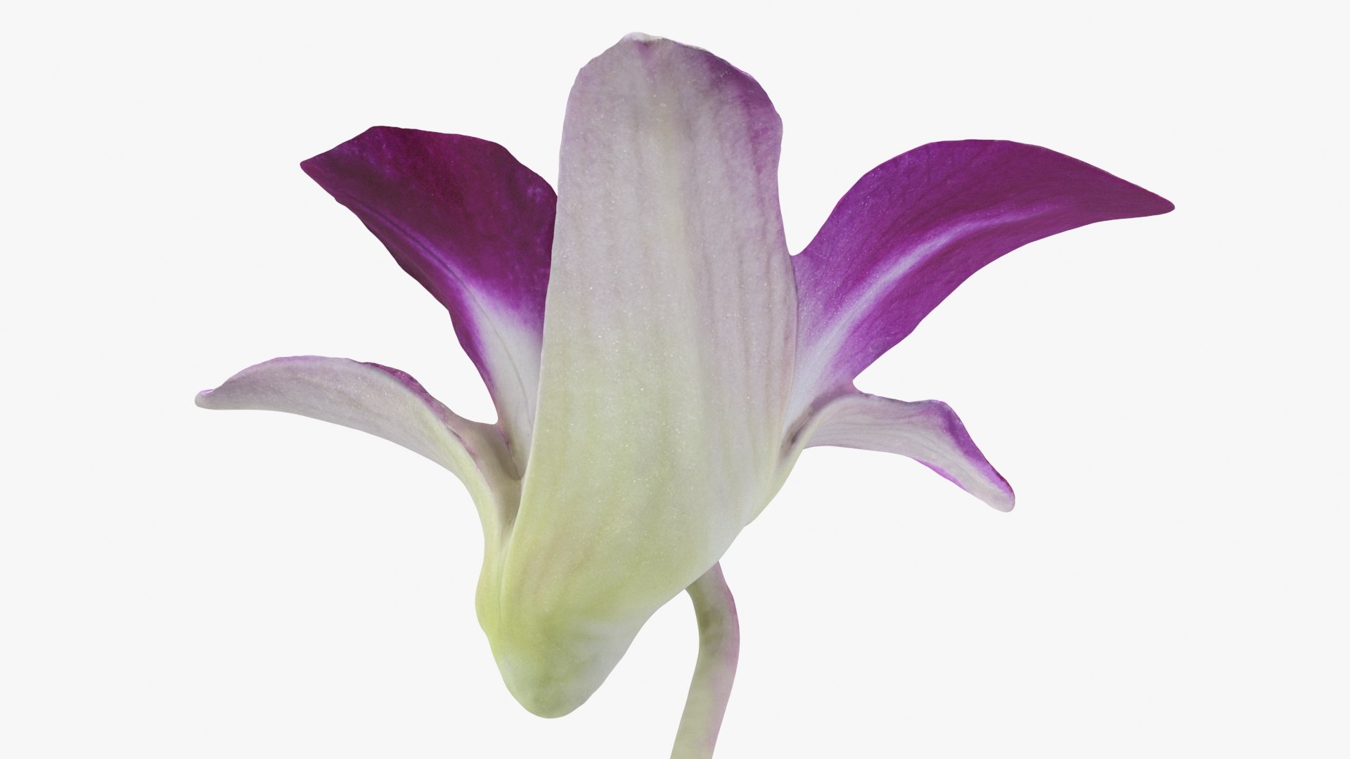 Dendrobium Sonia Purple Orchid 3D model https://p.turbosquid.com/ts-thumb/On/jbSlzT/Cm/densoniapurple_b0024/jpg/1726211131/1920x1080/fit_q87/ee120338ff798b9b53a842da768599c20e4de584/densoniapurple_b0024.jpg