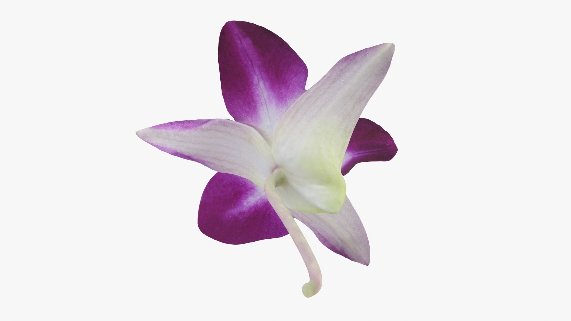 Dendrobium Sonia Purple Orchid 3D model https://p.turbosquid.com/ts-thumb/On/jbSlzT/Cw/densoniapurple_b0022/jpg/1726211131/1920x1080/fit_q87/5b1f1ddcf1dae5704ed8ec7ea8582b460520d333/densoniapurple_b0022.jpg