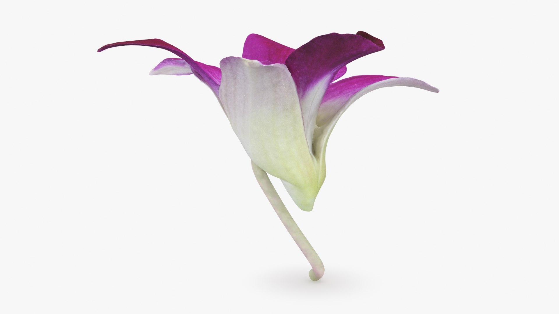 Dendrobium Sonia Purple Orchid 3D model https://p.turbosquid.com/ts-thumb/On/jbSlzT/Rb/densoniapurple_b0008/jpg/1726211127/1920x1080/fit_q87/7453fa2f51819f4eb05b611bd8e4224a4dd02265/densoniapurple_b0008.jpg