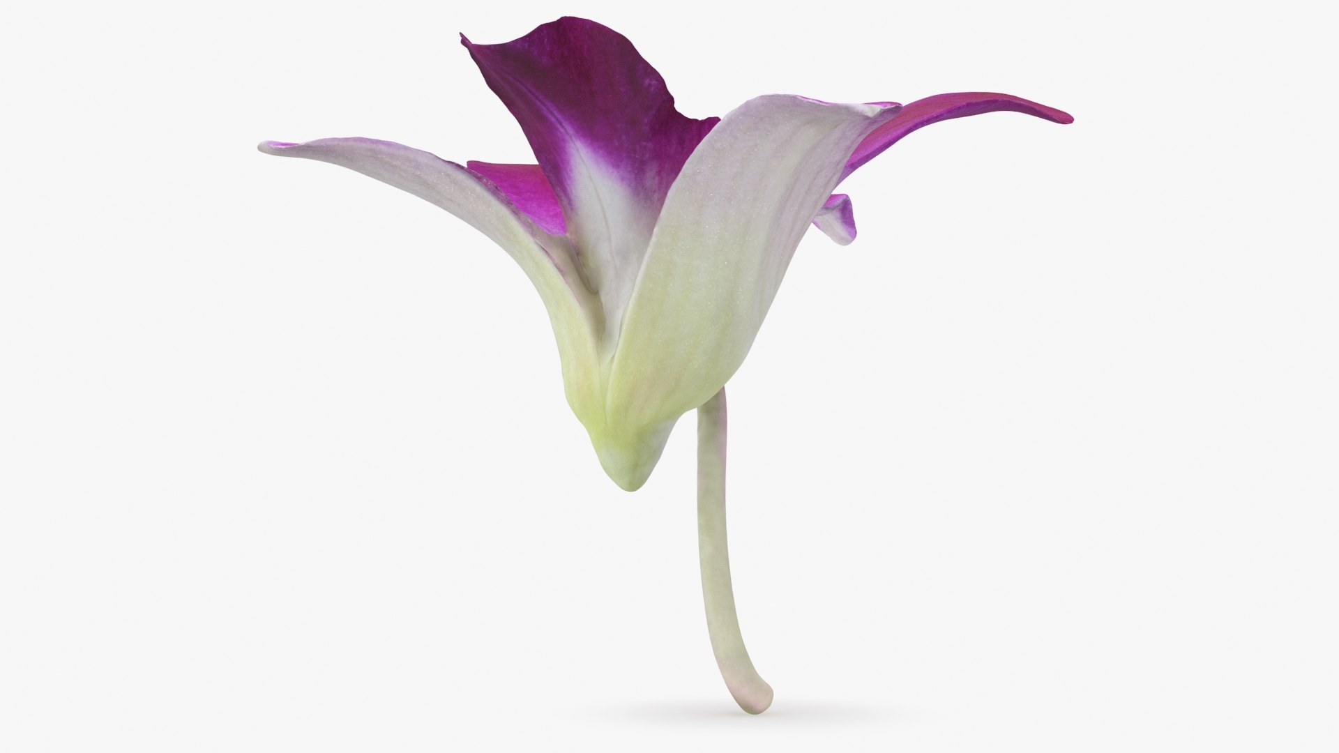 Dendrobium Sonia Purple Orchid 3D model https://p.turbosquid.com/ts-thumb/On/jbSlzT/Sn/densoniapurple_b0014/jpg/1726211127/1920x1080/fit_q87/15536cf60d4c836d5e8322f6986499796ebce225/densoniapurple_b0014.jpg