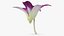 Dendrobium Sonia Orchidea Viola