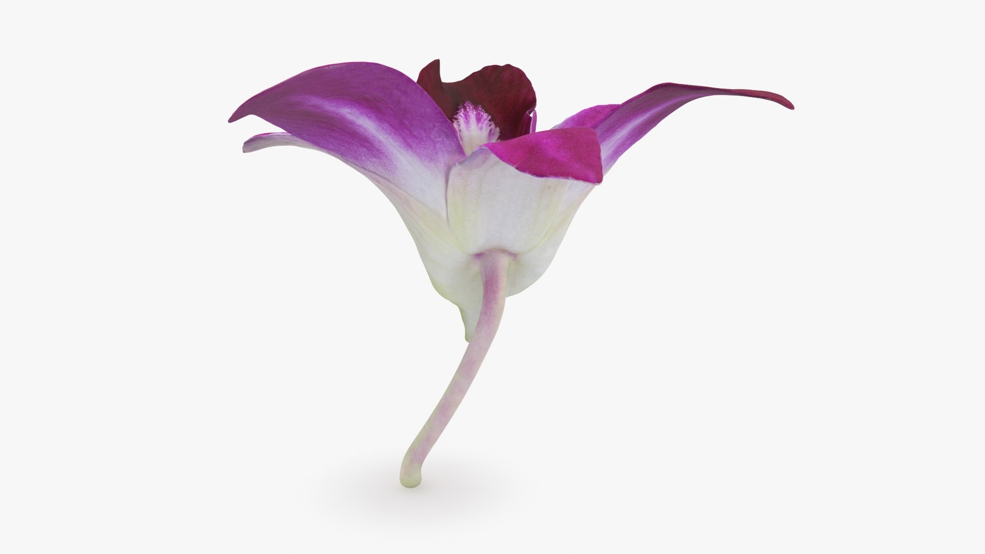 Dendrobium Sonia Purple Orchid 3D model https://p.turbosquid.com/ts-thumb/On/jbSlzT/dx/densoniapurple_b0000/jpg/1726211123/1920x1080/fit_q87/1e063abf4d15d73245ea114db7b773f0beb1de55/densoniapurple_b0000.jpg