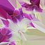 Dendrobium Sonia Orchidea Viola