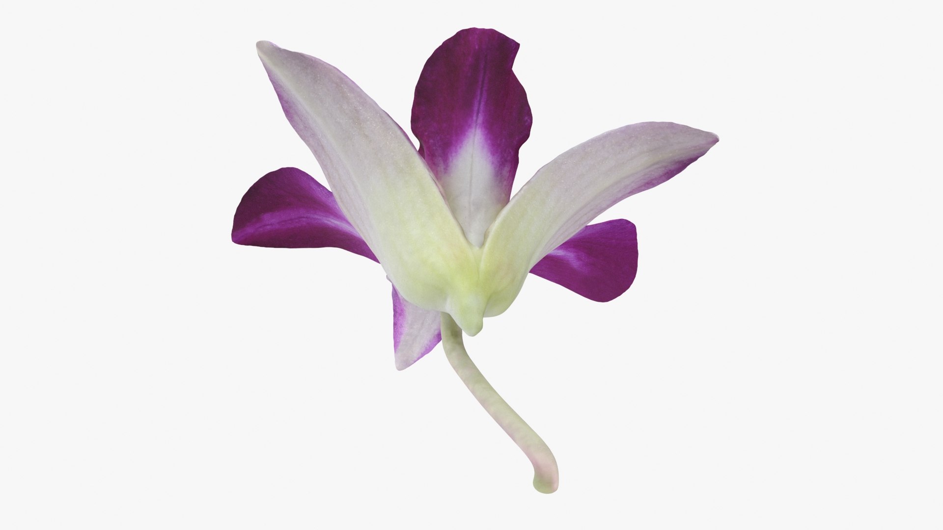 Dendrobium Sonia Purple Orchid 3D model https://p.turbosquid.com/ts-thumb/On/jbSlzT/mH/densoniapurple_b0020/jpg/1726211131/1920x1080/fit_q87/efdbb62c4417dbe8f3aa2dcf91097eea48da39fb/densoniapurple_b0020.jpg