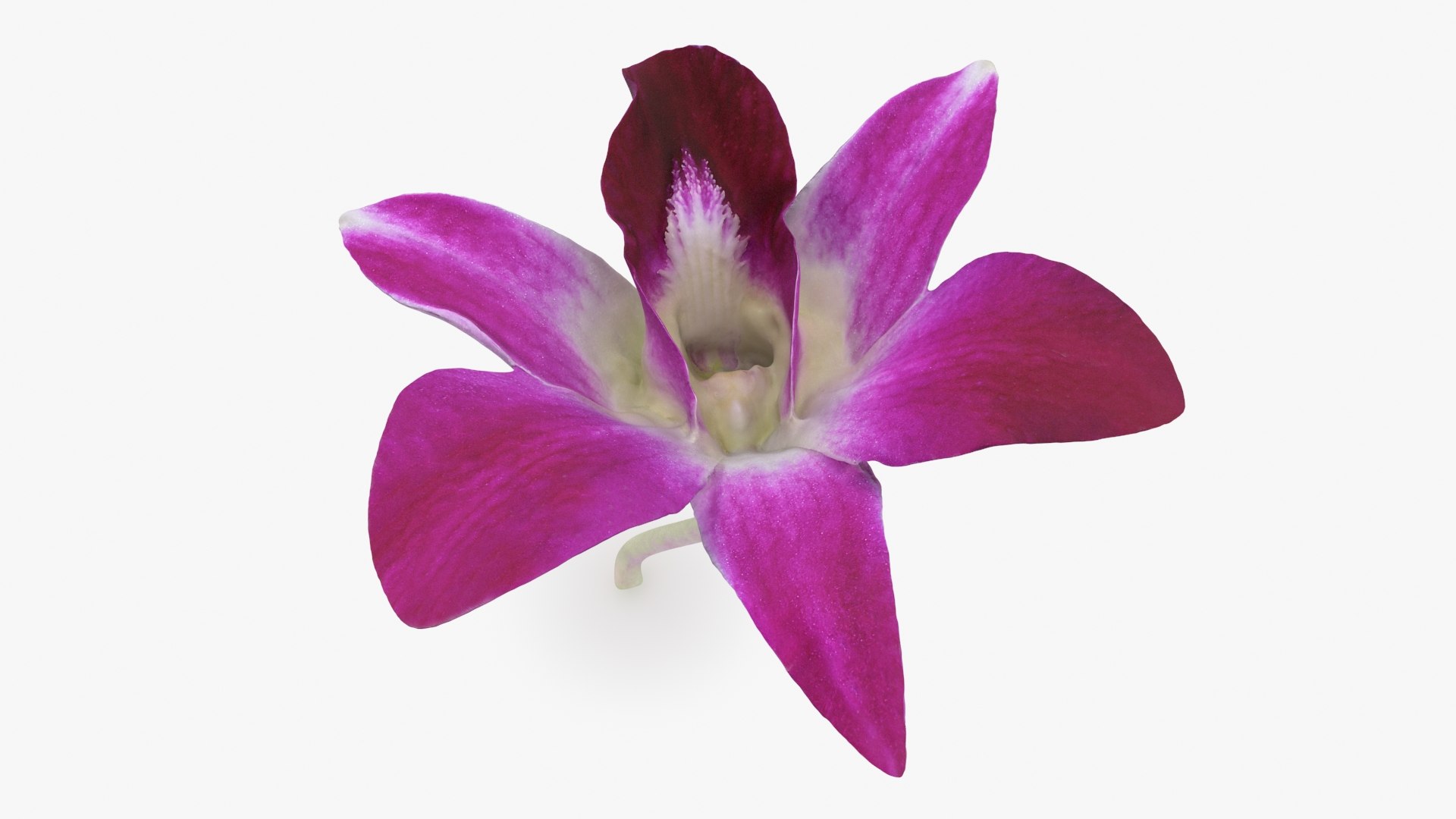 Dendrobium Sonia Purple Orchid 3D model https://p.turbosquid.com/ts-thumb/On/jbSlzT/qW/densoniapurple_b0006/jpg/1726211126/1920x1080/fit_q87/f30d59aec2b41284c89caf1596493f8e96747c66/densoniapurple_b0006.jpg
