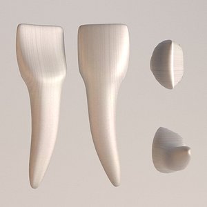 td1-central incisor