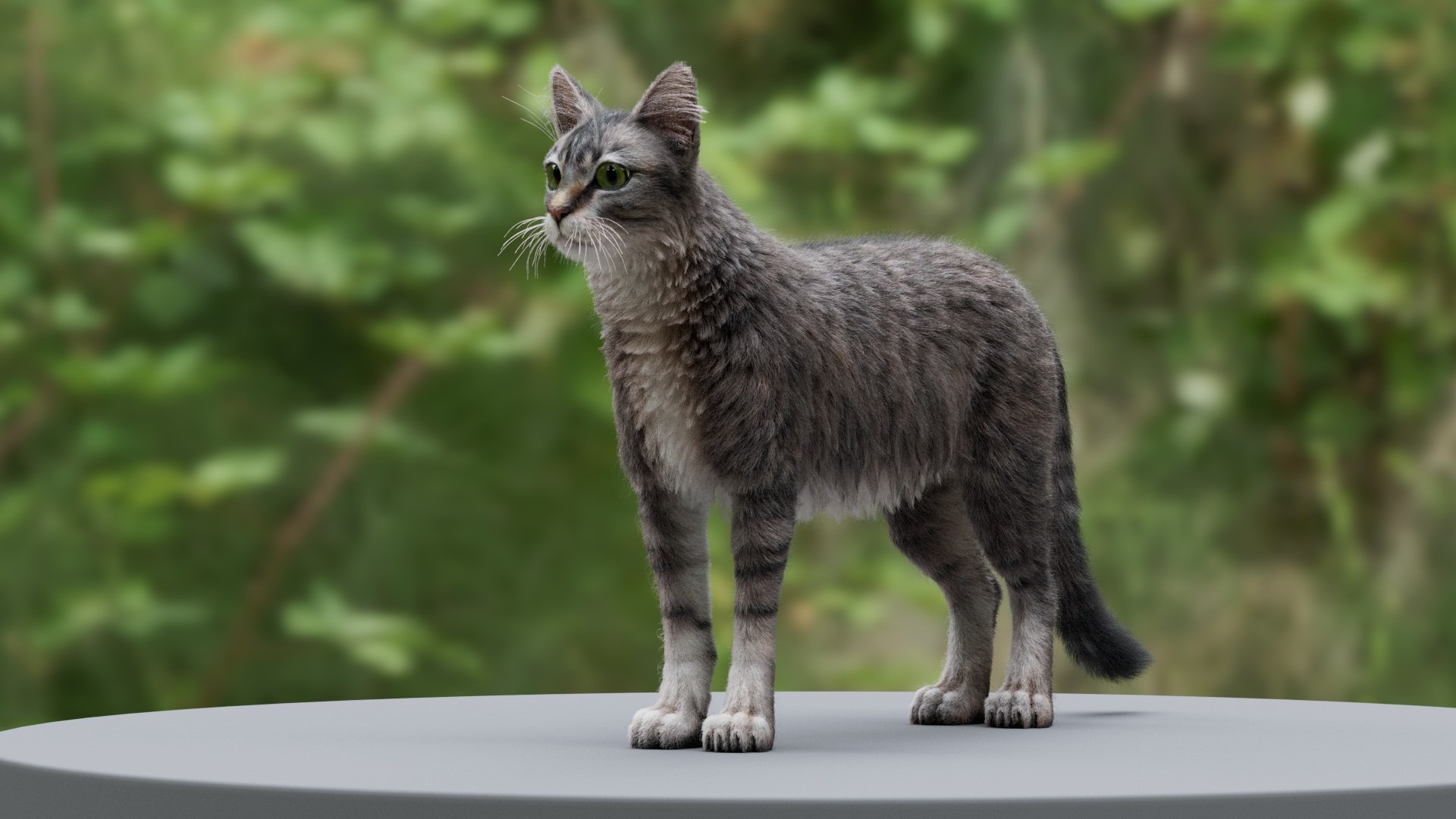 3D Cat Tabby Model - TurboSquid 2040609