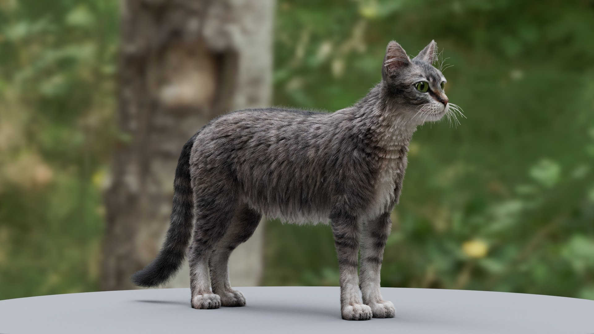 3D Cat Tabby Model - TurboSquid 2040609