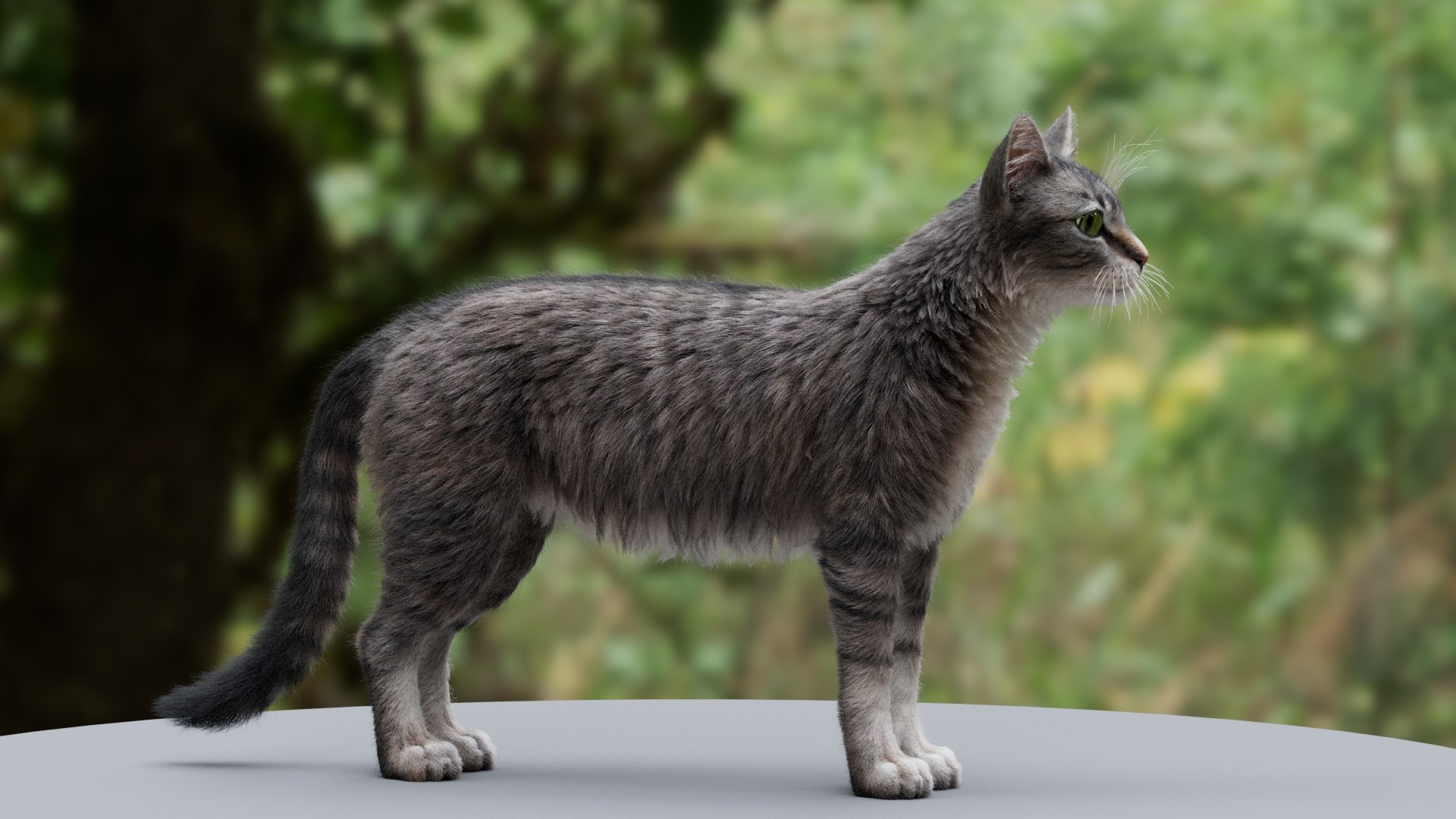 3D Cat Tabby Model - TurboSquid 2040609