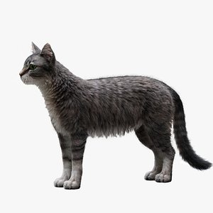 3D Cat Tabby model