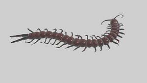 Centipedes 3D model