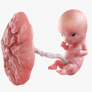 Fetus Week 10 Animated model
