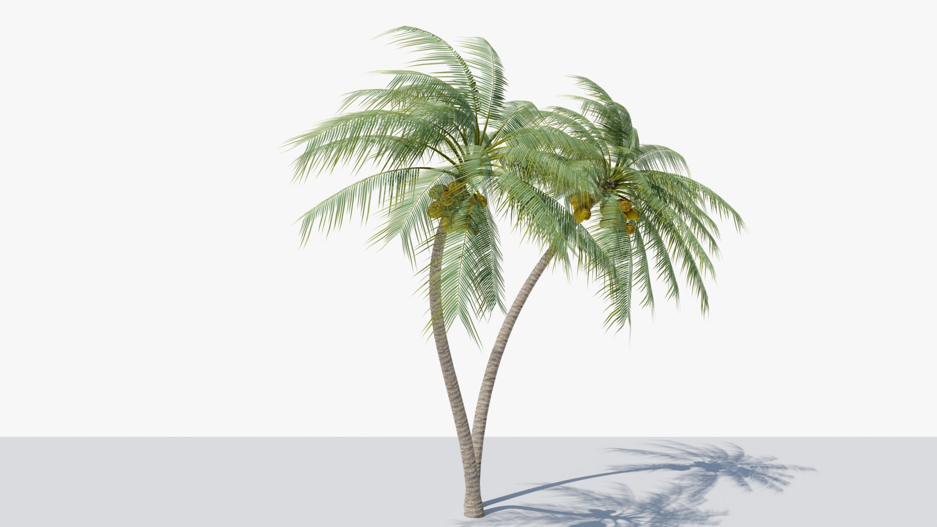 3D Coconut Palm V6 Model - TurboSquid 2048728