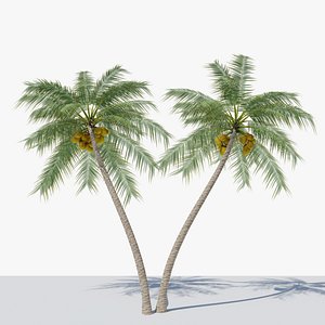 3D Coconut Palm v6 model