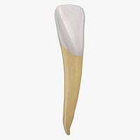 Incisor Lower Jaw 01 Clean