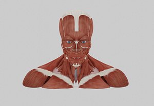 3D facial muscles
