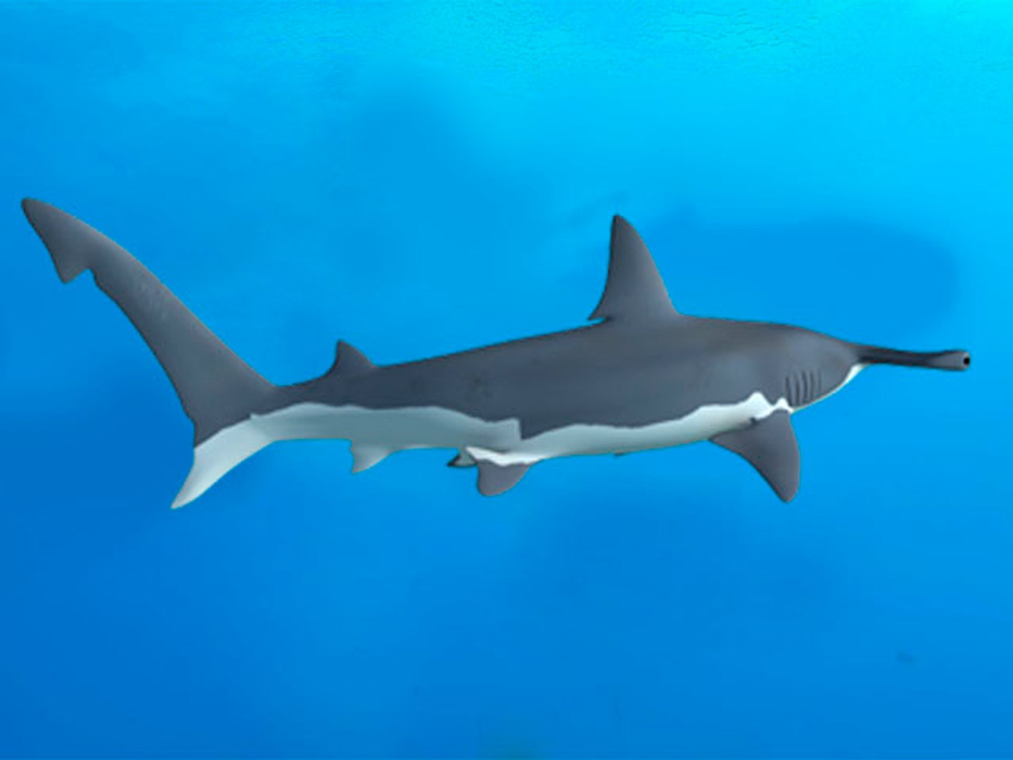 hammerhead shark 3d obj https://p.turbosquid.com/ts-thumb/Oo/YHXt3l/1QtKMzDY/hammerhead_3/jpg/1371876620/1920x1080/fit_q87/828b6c434885e95d3afff99c70e488502d874bff/hammerhead_3.jpg