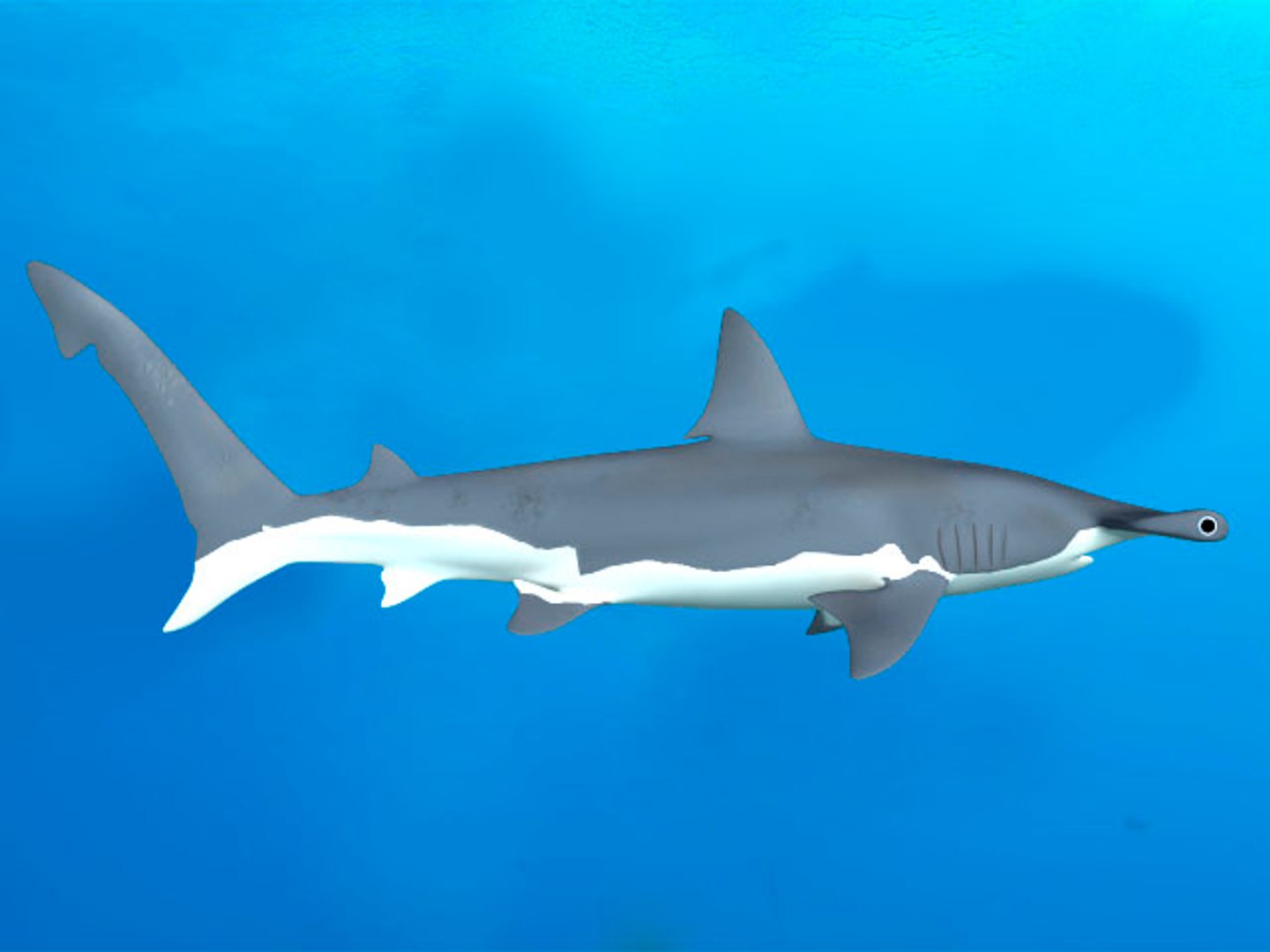 hammerhead shark 3d obj https://p.turbosquid.com/ts-thumb/Oo/YHXt3l/7Bc6DCv8/hammerhead_7/jpg/1371876620/1920x1080/fit_q87/7087eeeab59104c28fb77e729299719903644407/hammerhead_7.jpg
