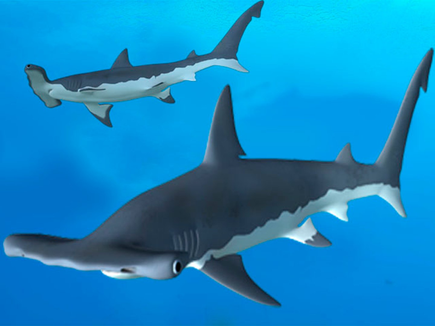 Hammerhead Shark 3d Obj
