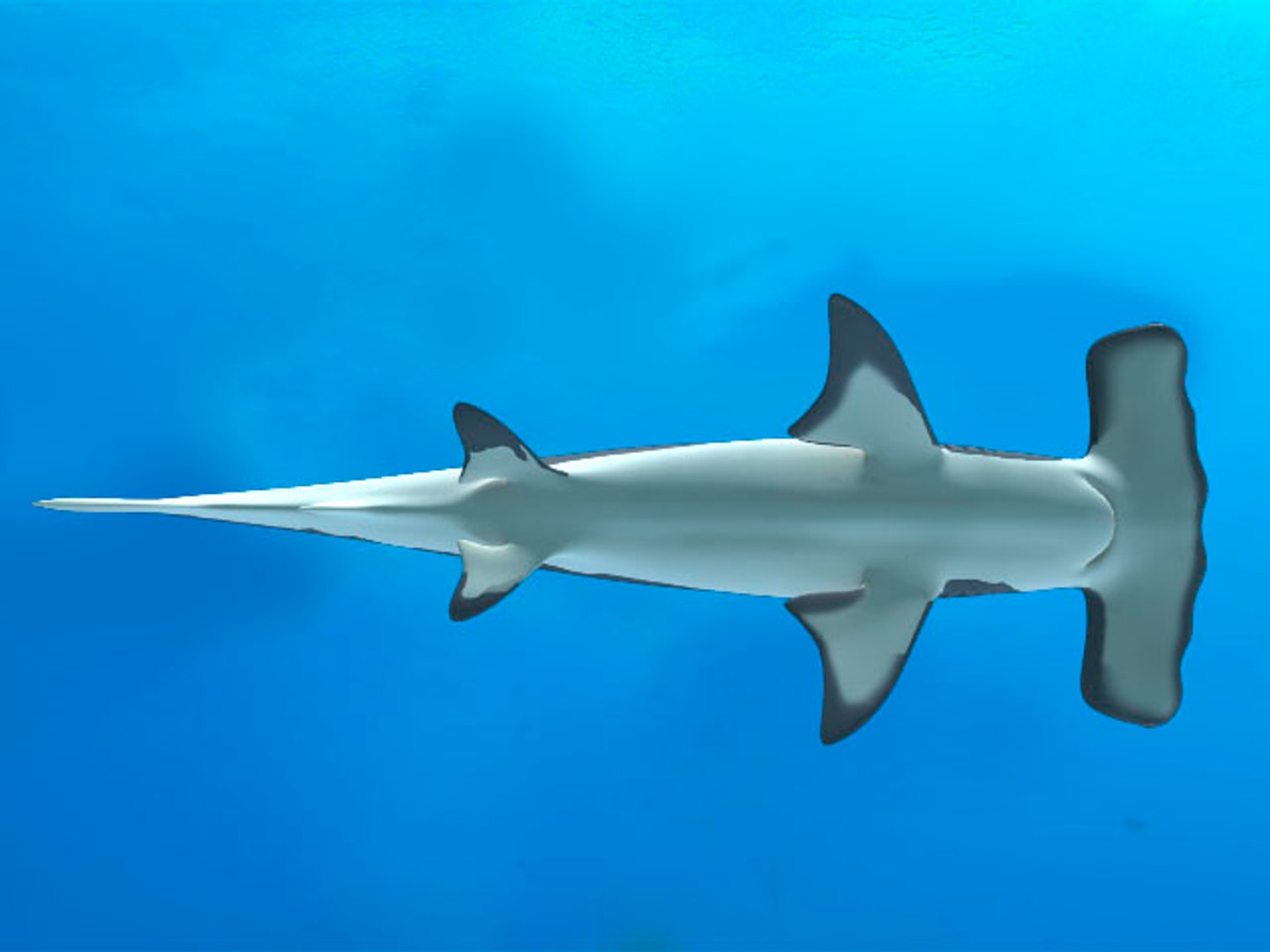hammerhead shark 3d obj https://p.turbosquid.com/ts-thumb/Oo/YHXt3l/ISz36JKT/hammerhead_8/jpg/1371876620/1920x1080/fit_q87/f925d1f1f19279811482b00eca1896fc143d6cf5/hammerhead_8.jpg
