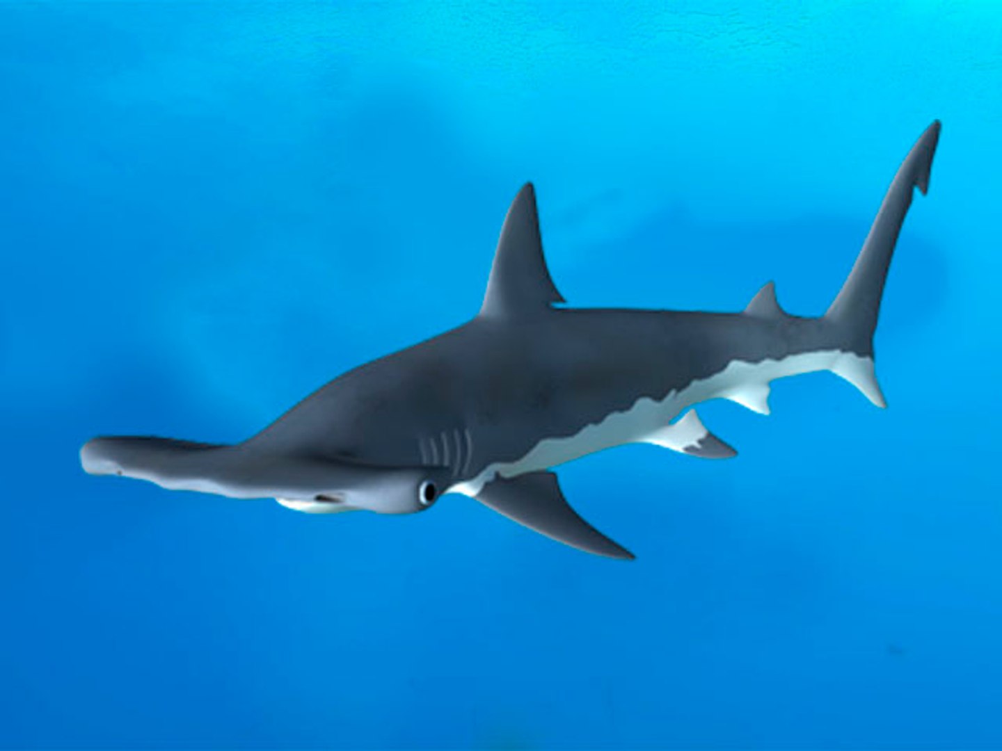 hammerhead shark 3d obj https://p.turbosquid.com/ts-thumb/Oo/YHXt3l/X7SdVRdU/hammerhead_1/jpg/1371876620/1920x1080/fit_q87/bcdd56ca1526add8bd16eb5268e6abcce664e0f3/hammerhead_1.jpg