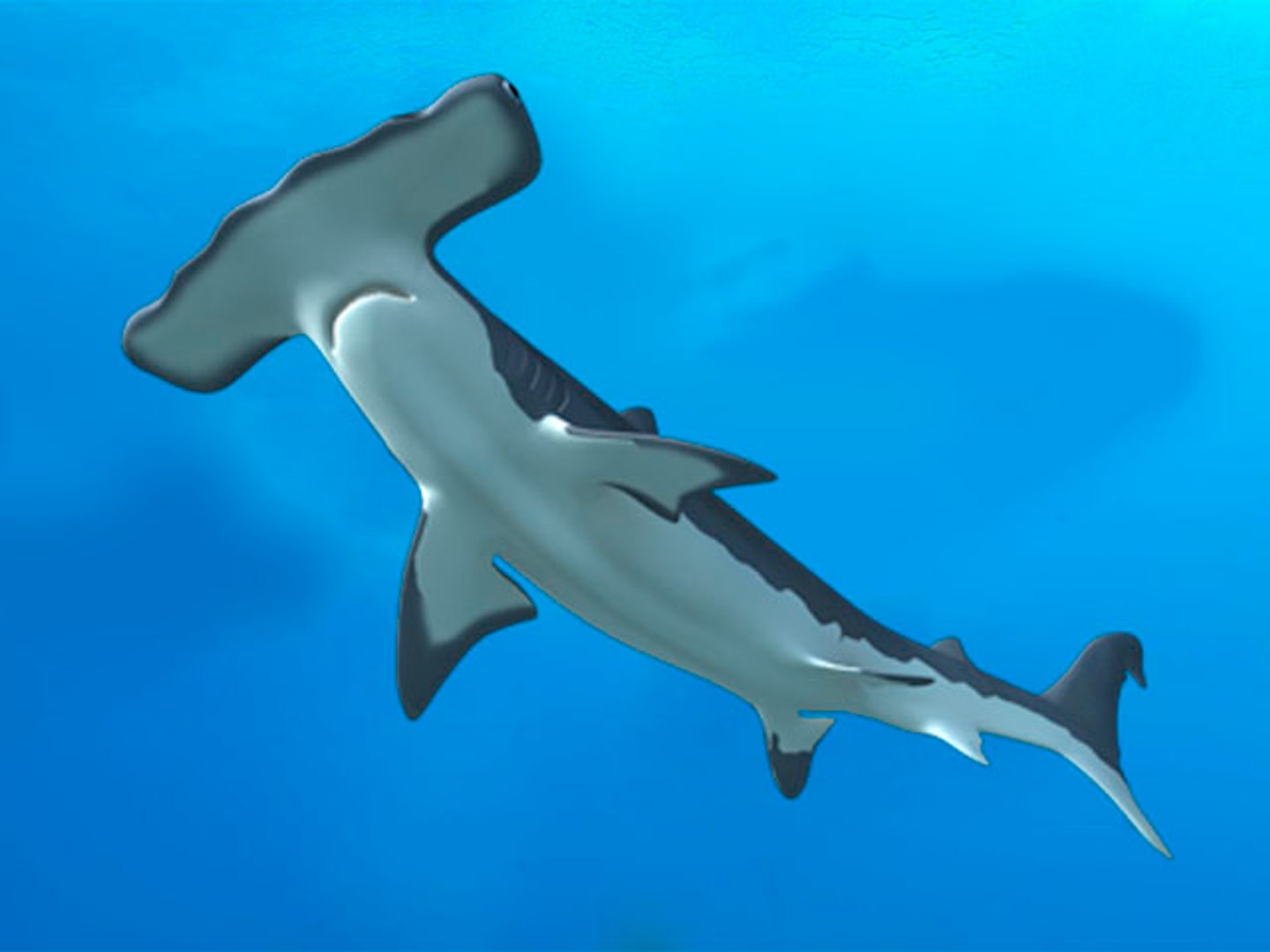 hammerhead shark 3d obj https://p.turbosquid.com/ts-thumb/Oo/YHXt3l/ZEgUUfyK/hammerhead_2/jpg/1371876620/1920x1080/fit_q87/df2a886dd82938e09aabb14ebb20dcd04938c338/hammerhead_2.jpg