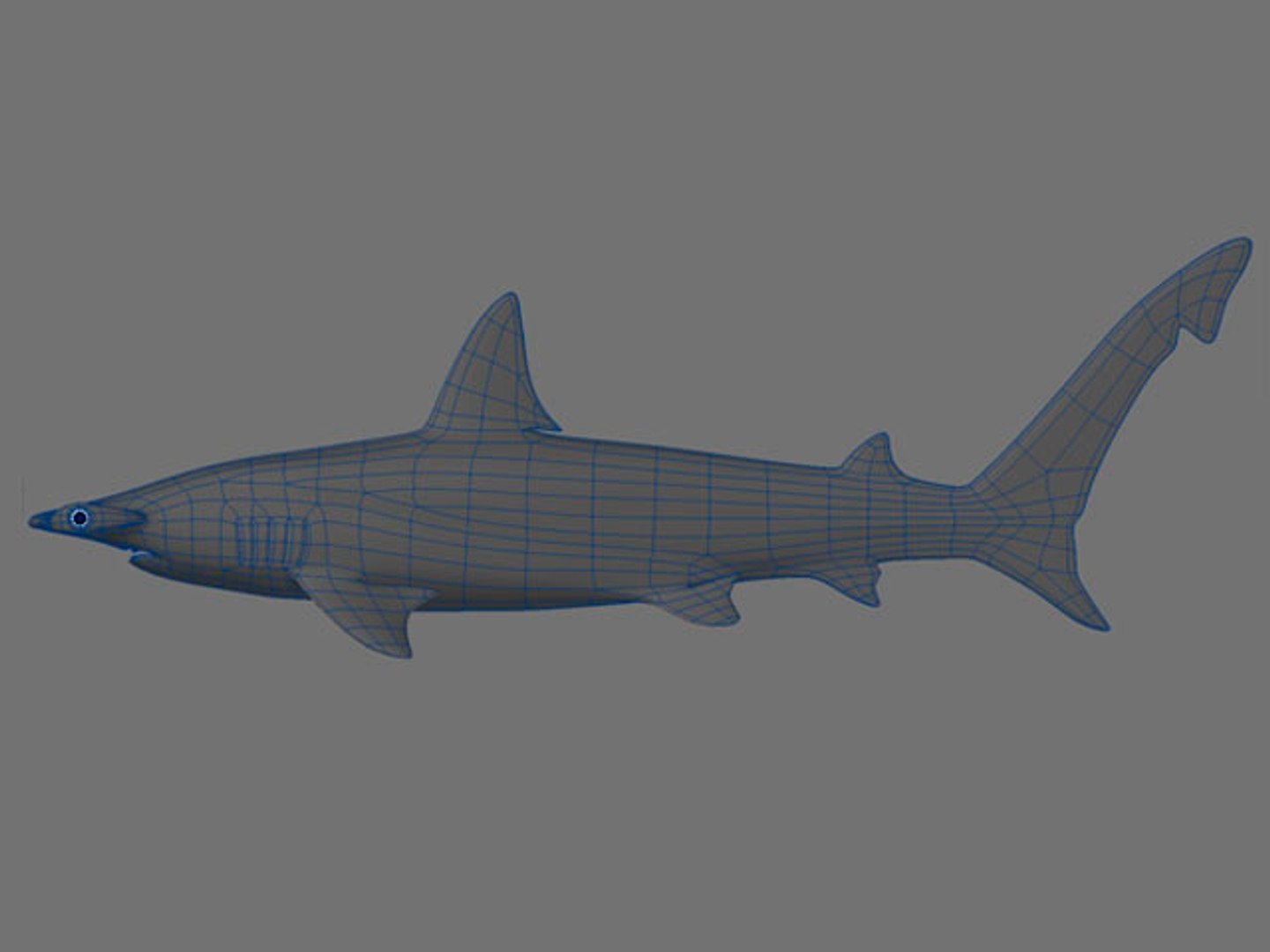 hammerhead shark 3d obj https://p.turbosquid.com/ts-thumb/Oo/YHXt3l/cxoao3jS/hammerhead_9/jpg/1371876620/1920x1080/fit_q87/0a25c5abd4fee4f9526f169f4fcc2c50d7da268e/hammerhead_9.jpg