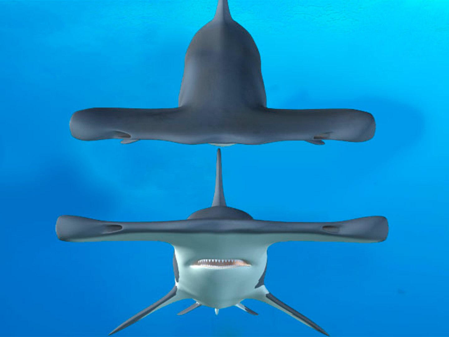 hammerhead shark 3d obj https://p.turbosquid.com/ts-thumb/Oo/YHXt3l/oSNi1gL7/hammerhead_5/jpg/1371876620/1920x1080/fit_q87/def62828eddfab0d41953a295335decb00c648ba/hammerhead_5.jpg
