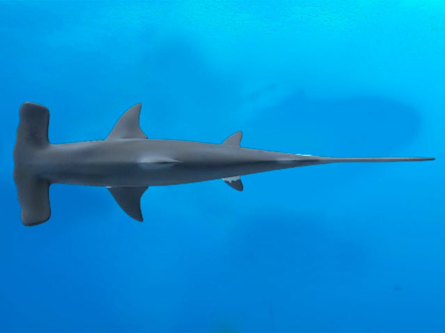 hammerhead shark 3d obj https://p.turbosquid.com/ts-thumb/Oo/YHXt3l/qot8XNwN/hammerhead_6/jpg/1371876620/1920x1080/fit_q87/b01711e22da02450363471909c8c728359aa4e89/hammerhead_6.jpg