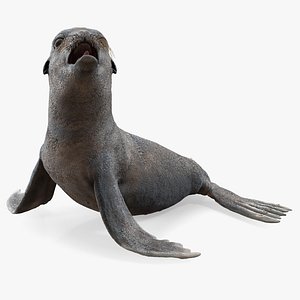 Sea Lion Wet Seating Pose