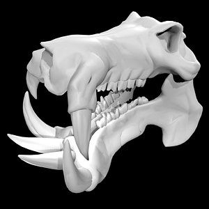 Rigged Hippo Skull