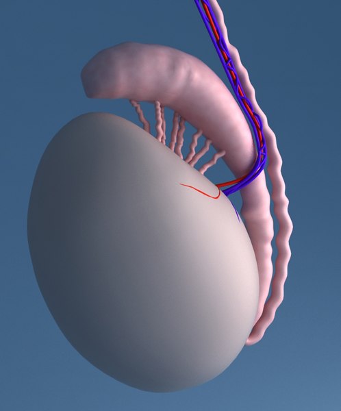 3d model human testicle