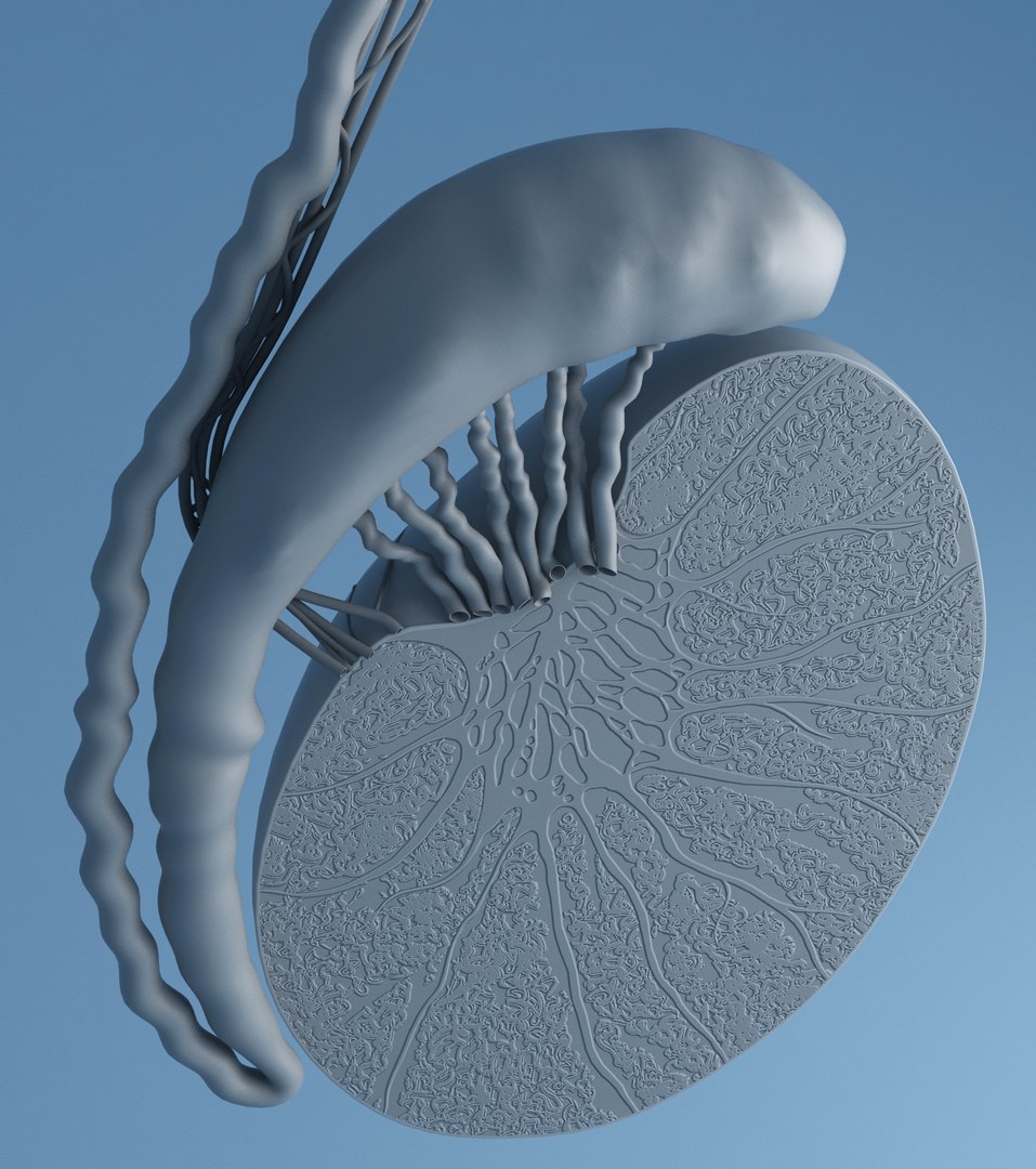 3d model human testicle