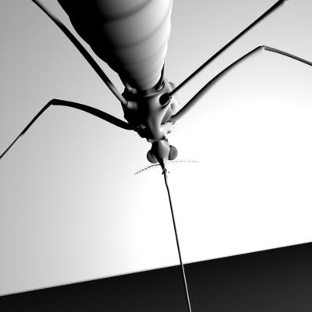 mosquito 3d ma https://p.turbosquid.com/ts-thumb/Op/1eC9qi/3LItviPA/5/jpg/1142030488/1920x1080/fit_q87/d7423ba3752fc0a0d3ffbbc4faec5ba23d25cbed/5.jpg