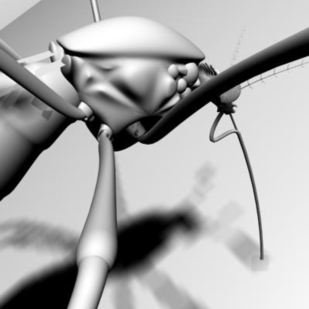 mosquito 3d ma https://p.turbosquid.com/ts-thumb/Op/1eC9qi/5HCYQW0H/4/jpg/1142030481/1920x1080/fit_q87/4b09c8e042c395c16953783fd9575406352b8d84/4.jpg