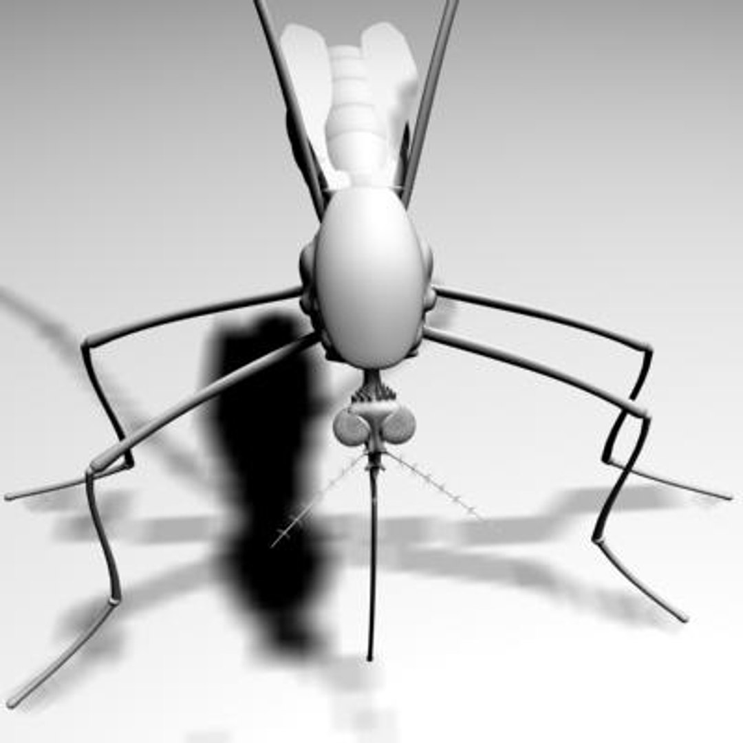 mosquito 3d ma https://p.turbosquid.com/ts-thumb/Op/1eC9qi/6DTanqpg/2/jpg/1142030470/1920x1080/fit_q87/4eb3c70fc8173a8bc49c939a4a8f0e2d9d7def0c/2.jpg