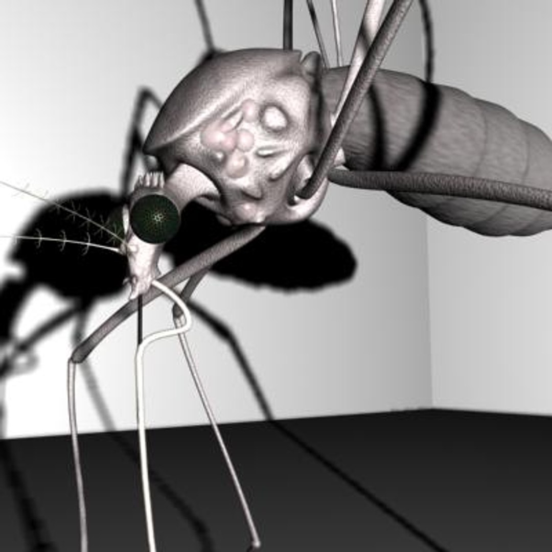 mosquito 3d ma https://p.turbosquid.com/ts-thumb/Op/1eC9qi/NWnNg7gH/10/jpg/1142030576/1920x1080/fit_q87/28ae145cb887d3c4abe77e8d7cd990638e148d6c/10.jpg