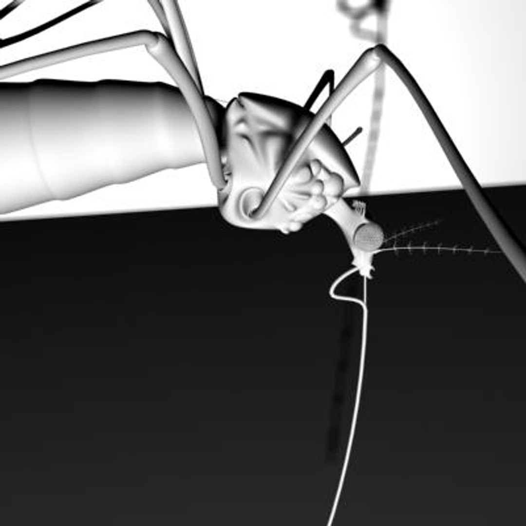 mosquito 3d ma https://p.turbosquid.com/ts-thumb/Op/1eC9qi/OdaL6BU4/6/jpg/1142030493/1920x1080/fit_q87/6c20c0a087c4cdeb446dfee793cb20ed1f39ab3a/6.jpg