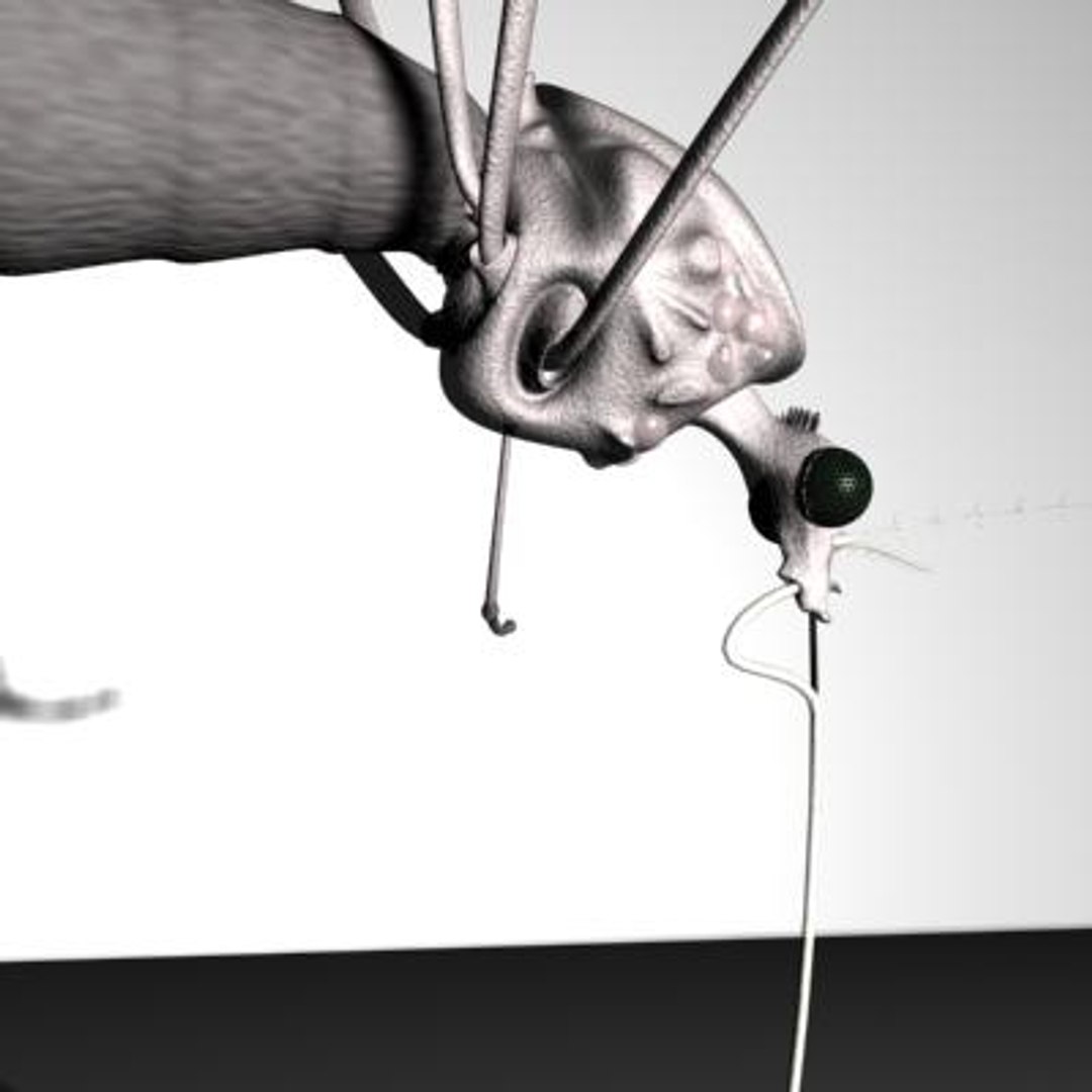 mosquito 3d ma https://p.turbosquid.com/ts-thumb/Op/1eC9qi/QOnk5ucb/11/jpg/1142030583/1920x1080/fit_q87/e4a8c87cef984e846be73c899521ff55eccd6b87/11.jpg