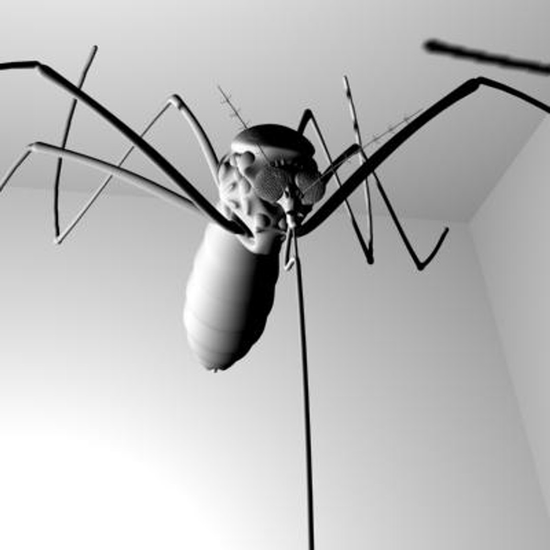 mosquito 3d ma https://p.turbosquid.com/ts-thumb/Op/1eC9qi/SOUx4XlI/7/jpg/1142030501/1920x1080/fit_q87/914333854b5943c41204d376dd05c59d23353bd5/7.jpg