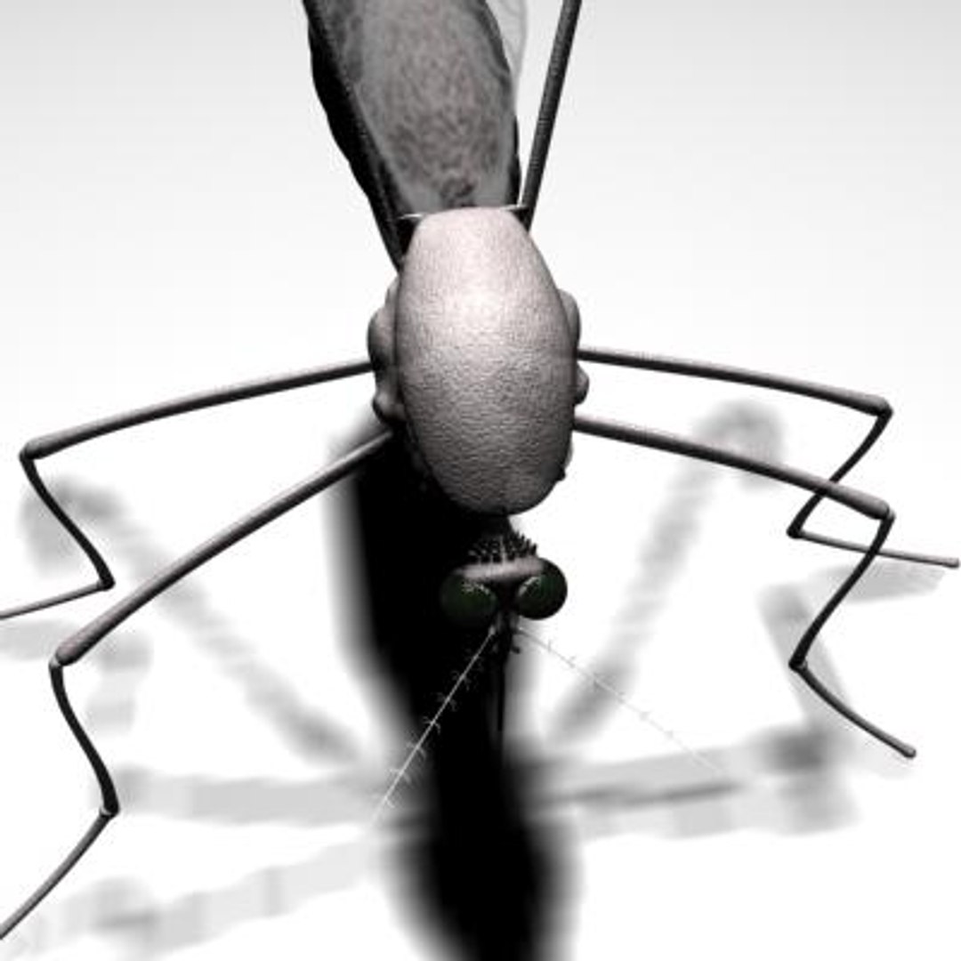 mosquito 3d ma https://p.turbosquid.com/ts-thumb/Op/1eC9qi/c0jIvEuV/9/jpg/1142030521/1920x1080/fit_q87/6aa75d9435c7bfe6a7d495327a4fa796ebe7f6a7/9.jpg