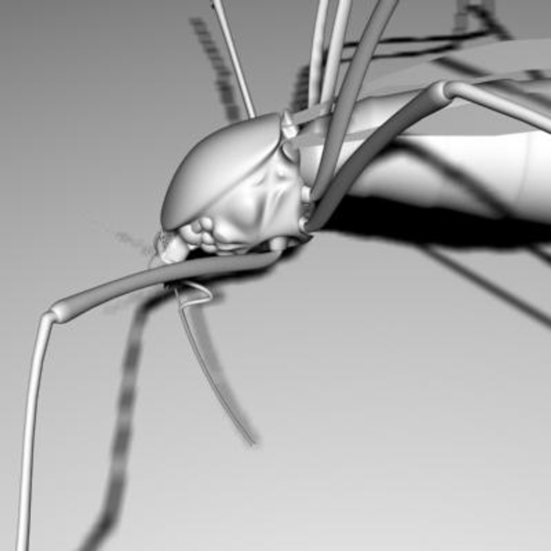mosquito 3d ma https://p.turbosquid.com/ts-thumb/Op/1eC9qi/o7KbWGSk/8/jpg/1142030514/1920x1080/fit_q87/35c87514ccee7a8f71ece581677541580f244a2f/8.jpg
